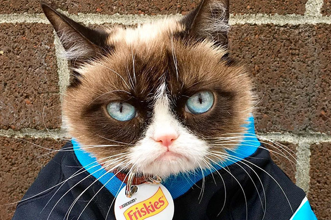 Grumpy cat