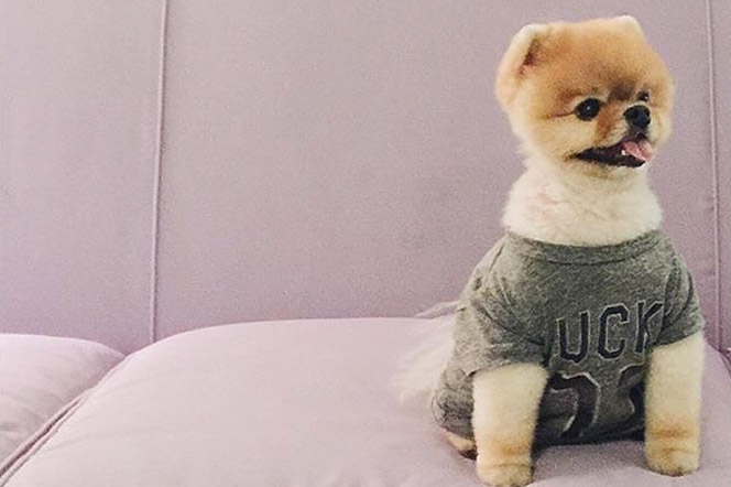 Jiffpom, el pomerania guiness de los record