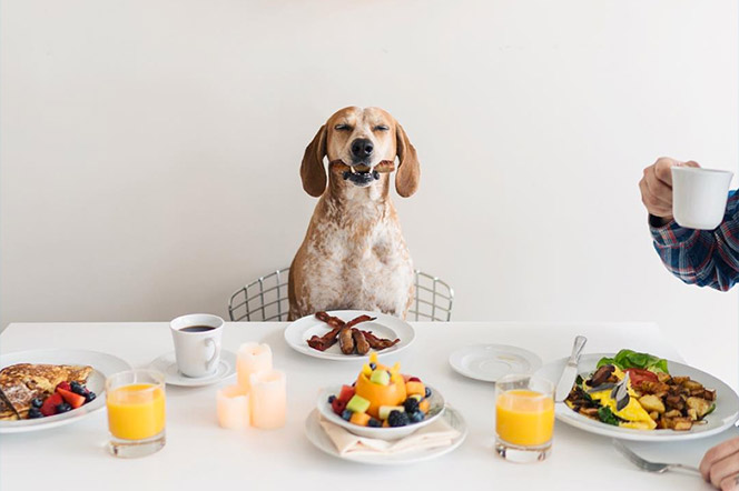 Thiswildidea Maddie coonhound