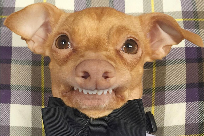 Tunameltsmyheart perrete dentudo