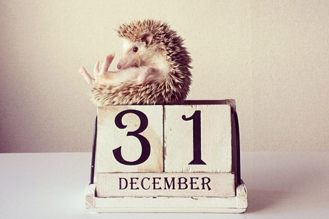 Darcytheflyinghedgehog Erizo Instagramer