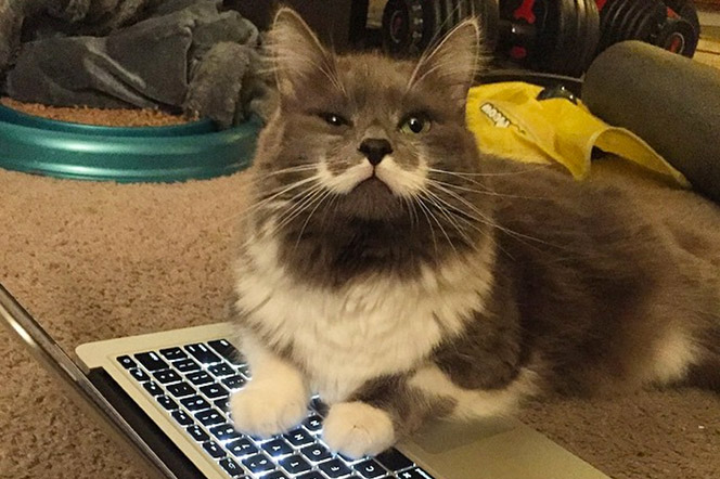 Hamilton Gato Hypster Bigote Instagramer