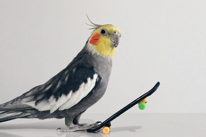 Jack the cockatiel loro simpatico