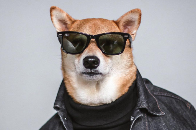 Mens wear dog - El perro vestido de hombre