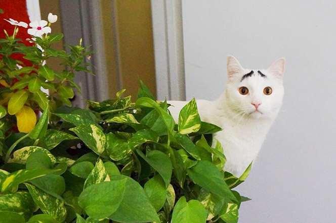 samhaseyebrows gatito instagramer