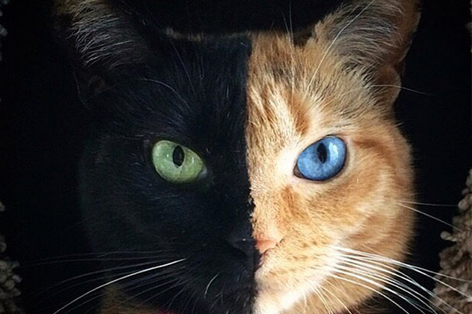 Venus two face cat